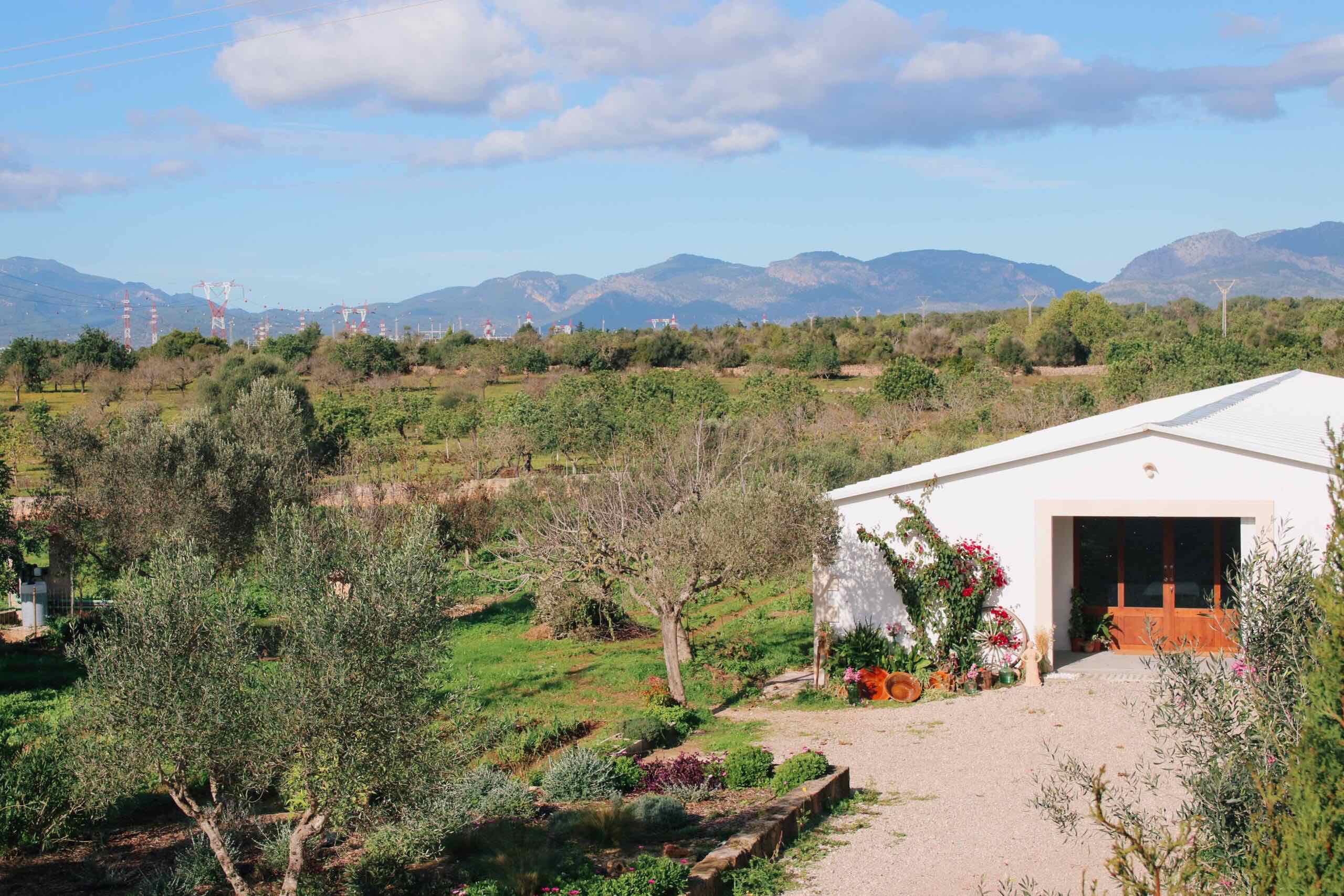 variedades-de-olivo-mallorquin-sestablit